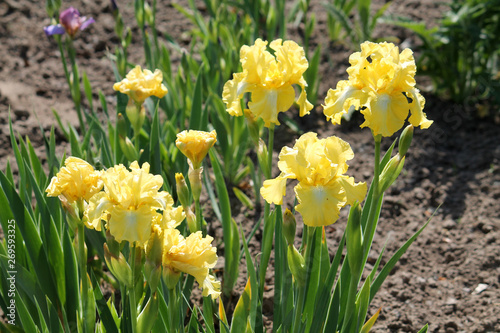 Fototapeta Naklejka Na Ścianę i Meble -  Yellow iris flowers in garden. Cultivar Lemon Pop from Intermediate Bearded Iris (IB) Group. General view of group of flowering plants