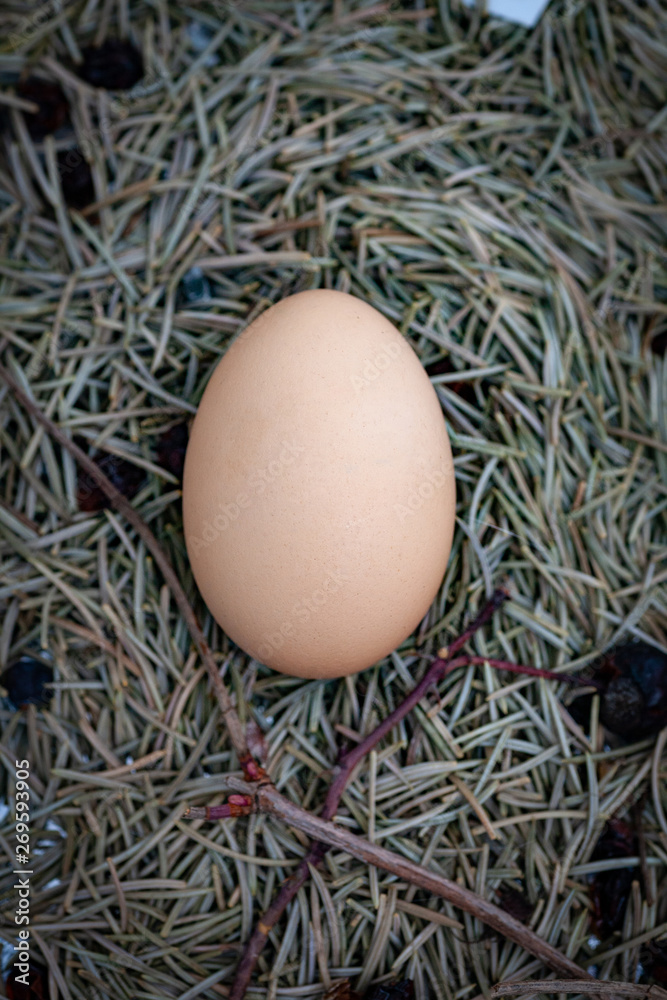 chicken eggs basket on the hey chicken eggs basket on the hey