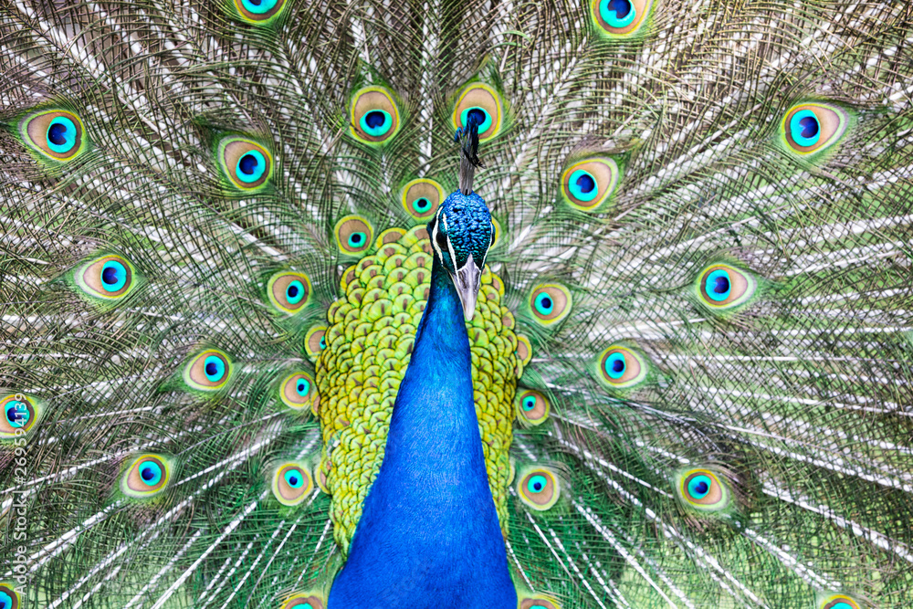 Obraz premium Peacock with all its colors