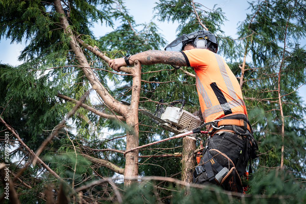 Tree surgeon hanging from ropes in the crown of a tree using a chainsaw to cut branches down. The adult male is wearing full safety equipment. Tree surgeon hanging from ropes in the crown of a tree using a chainsaw to cut branches down. The adult male is wearing full safety equipment.