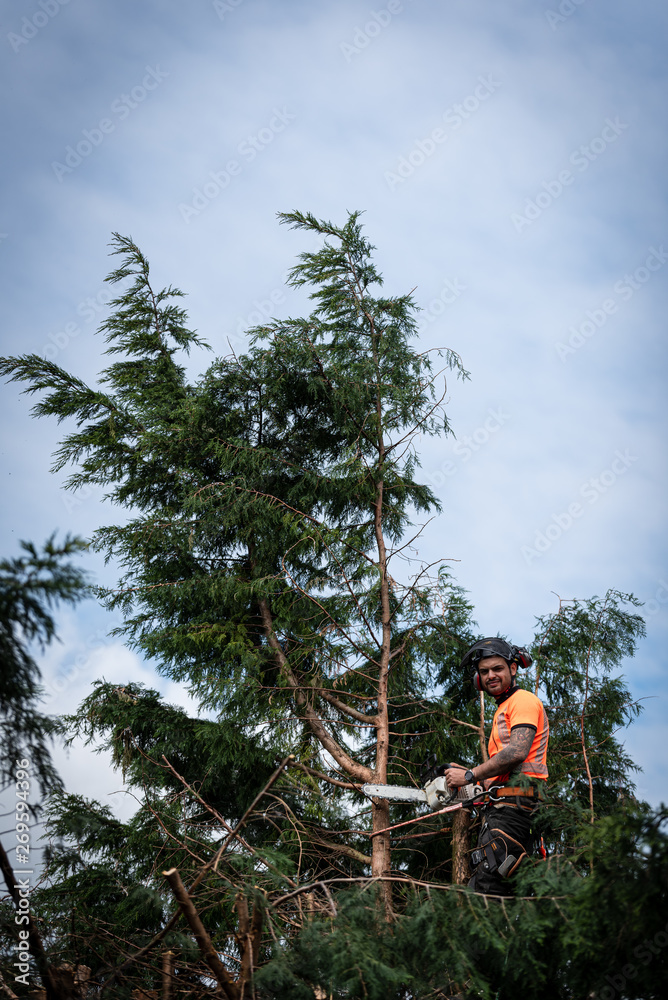 Fototapeta premium Tree surgeon hanging from ropes in the crown of a tree using a chainsaw to cut branches down. The adult male is wearing full safety equipment.