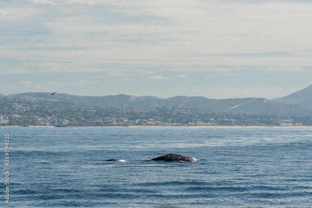 Dana Point Dana Point