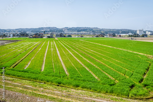 Toyama, Japan countryside with view of farmland in rural area in Gifu prefecture, Hida with green field near Hayahoshi during day
