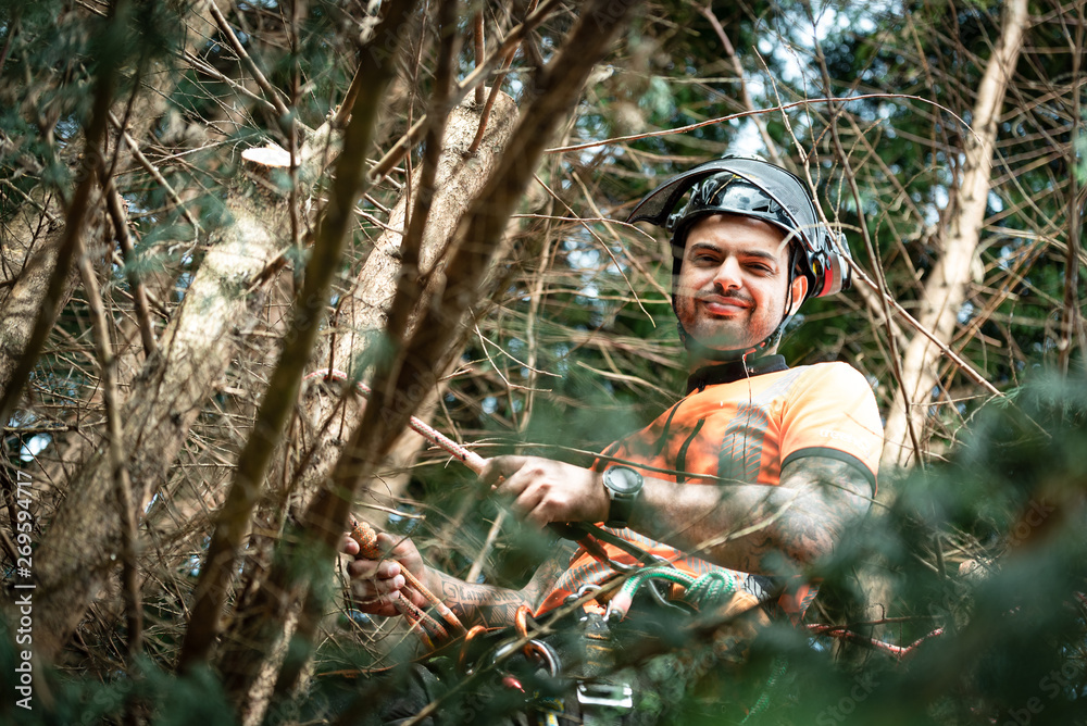 Fototapeta premium Tree surgeon hanging from ropes in the crown of a tree using a chainsaw to cut branches down. The adult male is wearing full safety equipment.