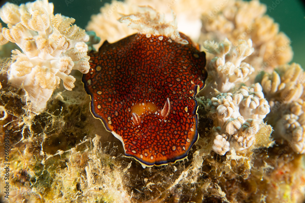Fototapeta premium Nudibranch