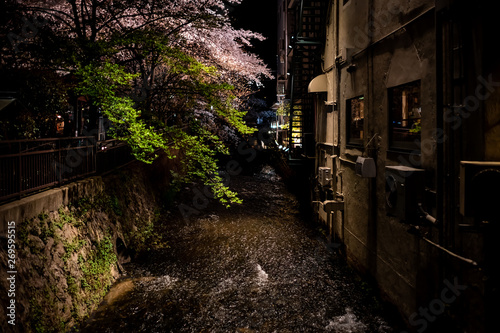 Kyoto, Japan illuminated glowing cherry blossom flower trees along river canal in Gion at night during Hanami festival with water surface