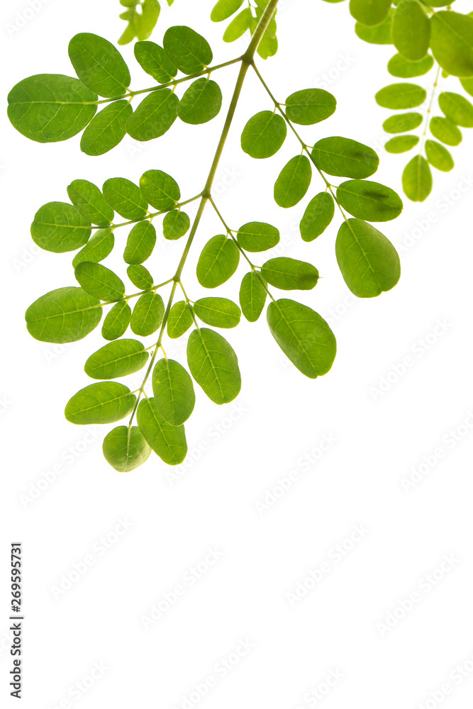 Green leaves Green leaves