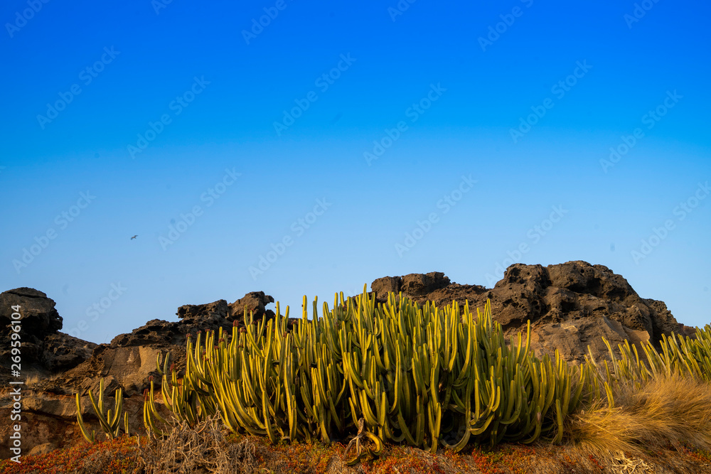 plants on the south coast of Gran Canarias plants on the south coast of Gran Canarias