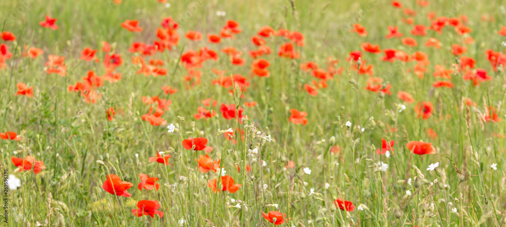 field of poppies