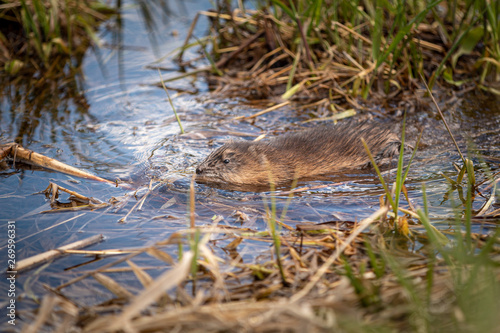 Muskrat Swimming