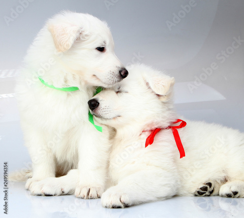 white swiss shepherd