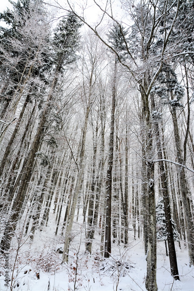 Fototapeta premium in the pine forest in winter