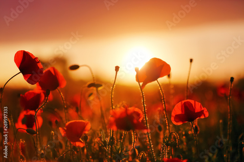 Beautiful field of red poppy. Majestic sunset lights up with the warm light the sky and the field of lush, big nice poppies. Wallpaper flowers. Amazing summer day. © Vitalii_Mamchuk