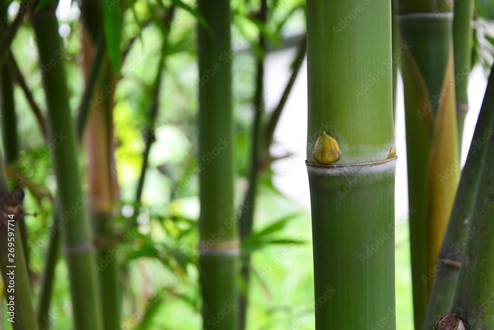 Obraz premium green bamboo