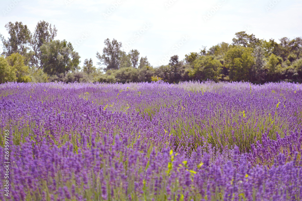 Naklejka premium Lawendowy kwiatu pole, wizerunek naturalny tło.