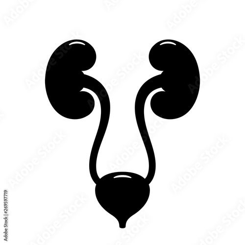 Renal system vector icon