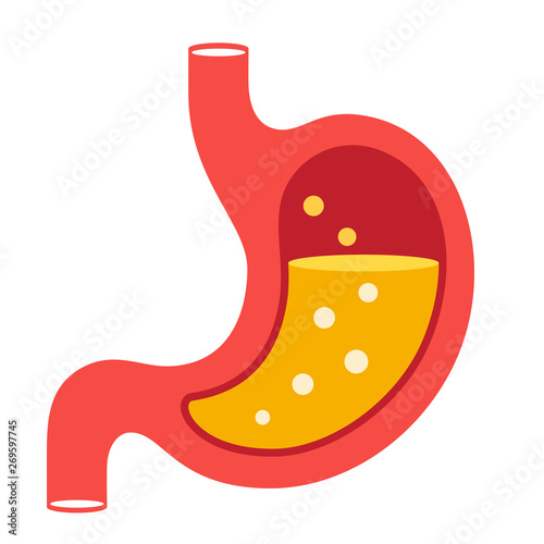 Stomach vector illustration