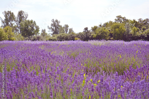 Lavender flower field  image of natural background.