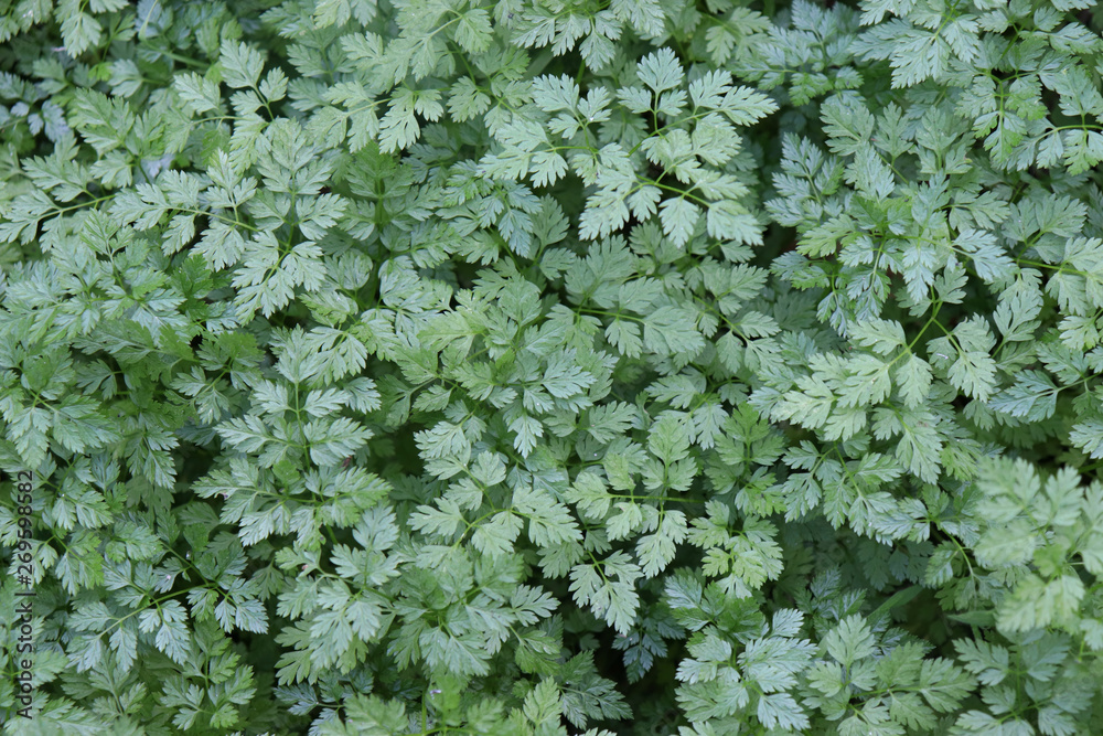 Spring time. Green leaf background garden space for summer banner landscape. Texture color. Chervil botanical. Spring time. Green leaf background garden space for summer banner landscape. Texture color. Chervil botanical.