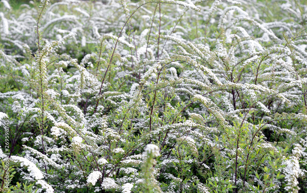 Blooming spirea bush.
