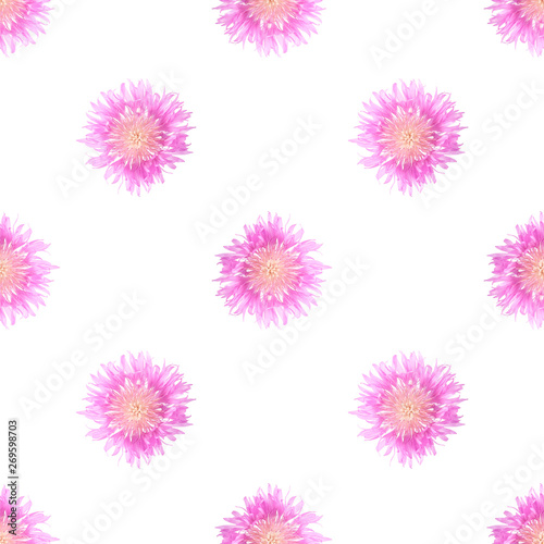 Pale pink big cornflowers on a white isolated background, seamless pattern © iuraatom