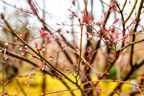 Kyoto, Japan cherry blossom sakura tree in early spring with red buds blooming opening in garden with bokeh blurry background and rain drops in Eikando