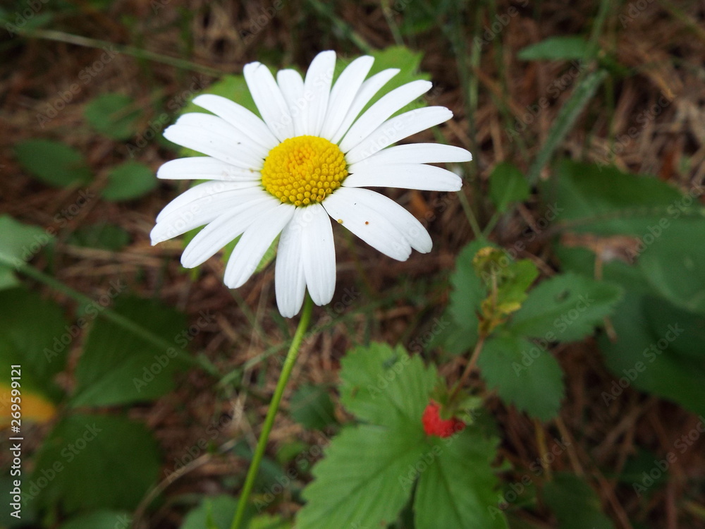 Fototapeta premium daisy in the grass
