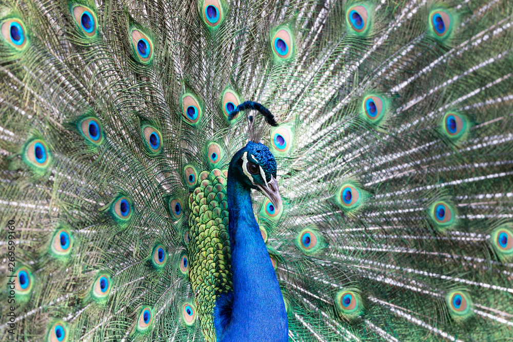Fototapeta premium Peacock with all its colors