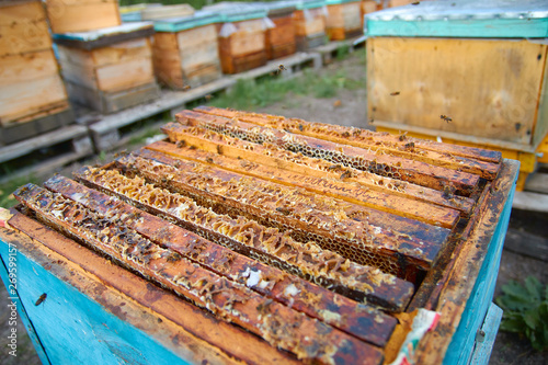 the bees are sitting on honeycombs lying on the top of the hive