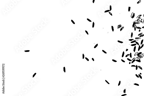 Rice background. Abstract texture for your design. White rice on background. Random pattern with scattered thrown rice seeds. Vector.