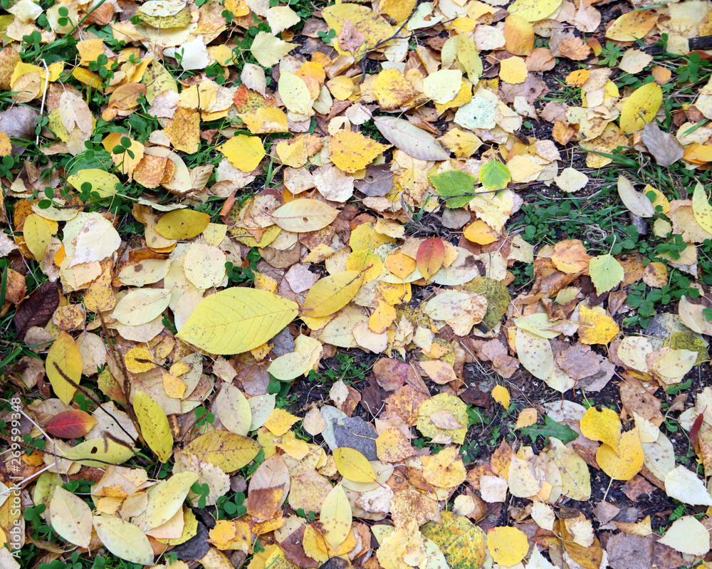autumn leaves background autumn leaves background