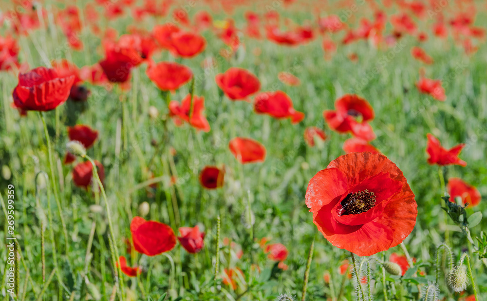 poppy field at the morning