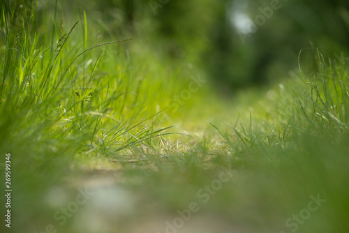 Gras Textur oder Hintergrund © tanja_riedel