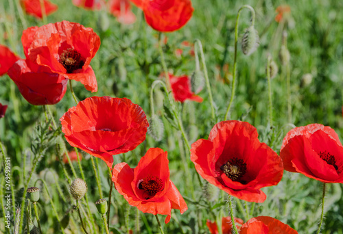 poppy field at the morning