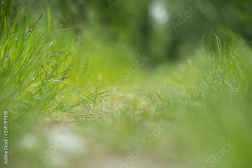 Gras Weg als Textur oder Hintergrund Sommer © tanja_riedel