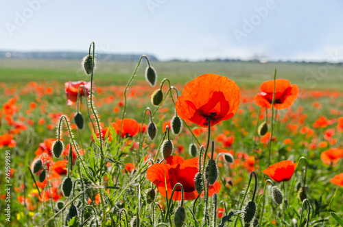 Fototapeta Naklejka Na Ścianę i Meble -  poppy field at the morning