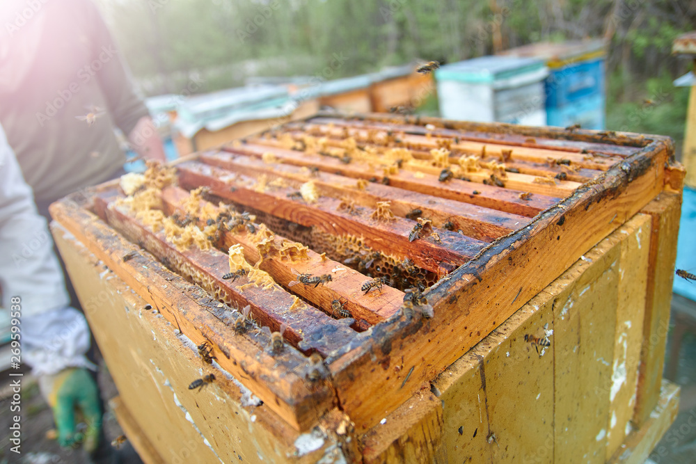 the bees are sitting on honeycombs lying on the top of the hive the bees are sitting on honeycombs lying on the top of the hive