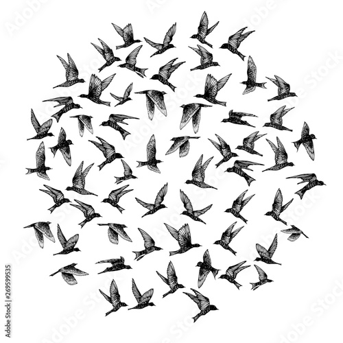 Set of black hand drawn strokes birds, flock. Drawing sketch. On white background. Inspirational body flash tattoo ink.  Vector.