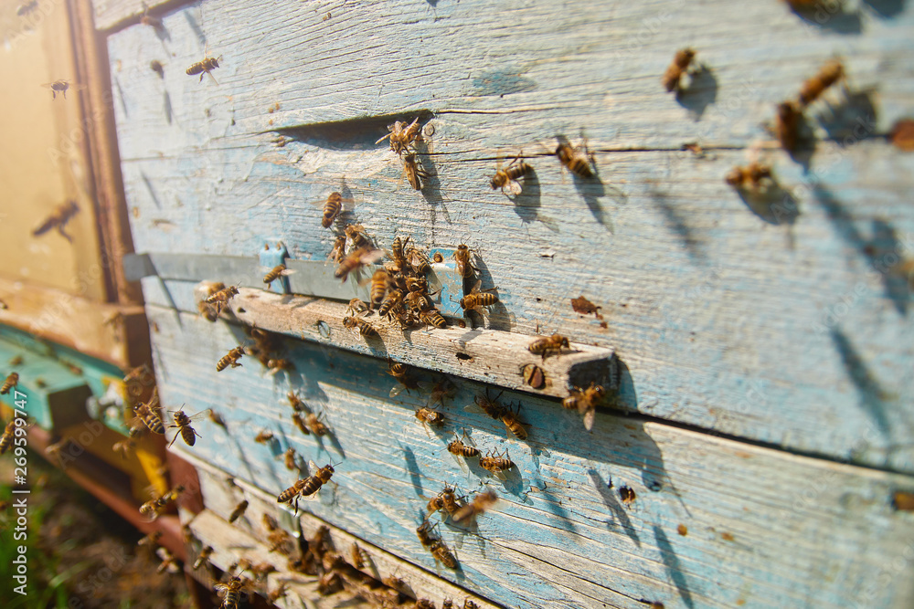 Close up of flying bees. Wooden beehive and bees. Plenty of bees at the entrance of old beehive in apiary. Working bees on plank. Frames of a beehive. Close up of flying bees. Wooden beehive and bees. Plenty of bees at the entrance of old beehive in apiary. Working bees on plank. Frames of a beehive.