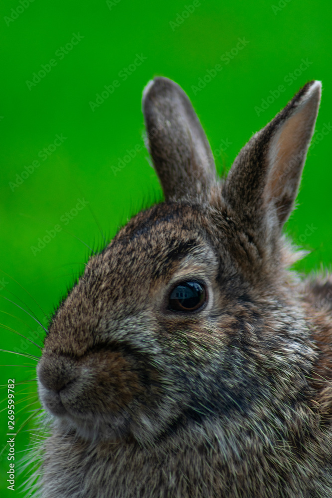 Fototapeta premium Closeup of a Common Rabbit Face on a Backyard at a Suburban Home