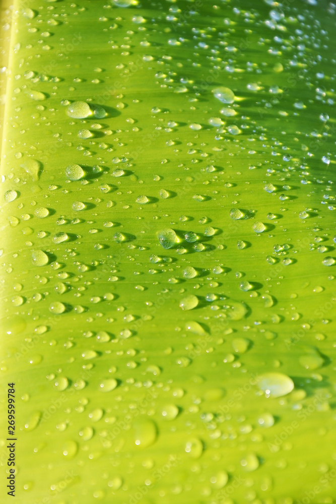 water drop on green banana leaf