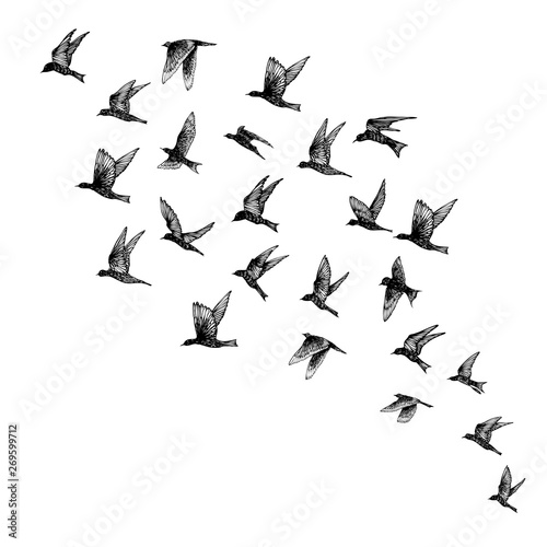 Set of black hand drawn strokes birds, flock. Drawing sketch. On white background. Inspirational body flash tattoo ink.  Vector.