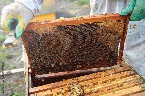 man in beekeeper costume holds frame with honeycombs and bees