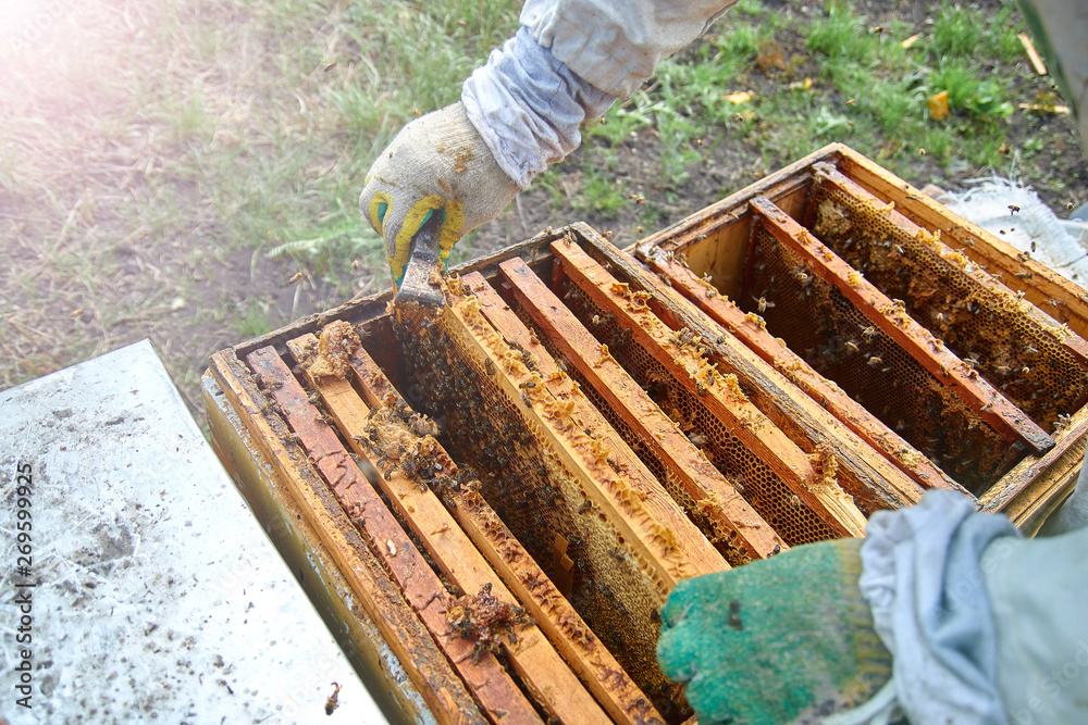 beekeeper in gloves and a beekeeper's costume checks beehives with bees, preparing for collecting honey, caring for frames with honeycombs beekeeper in gloves and a beekeeper's costume checks beehives with bees, preparing for collecting honey, caring for frames with honeycombs