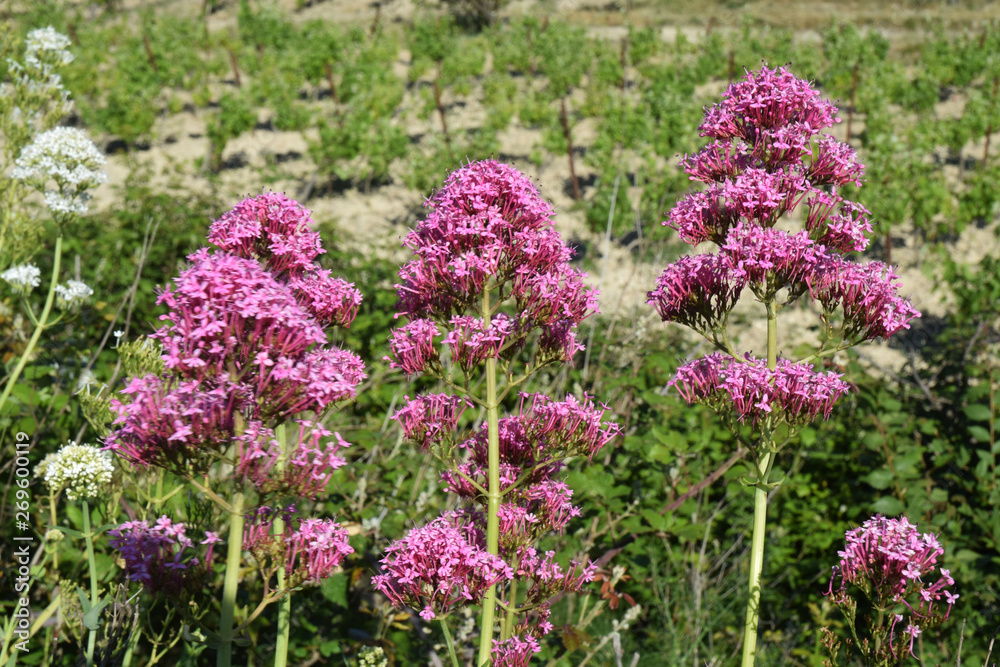 Obraz premium Valériane en fleurs