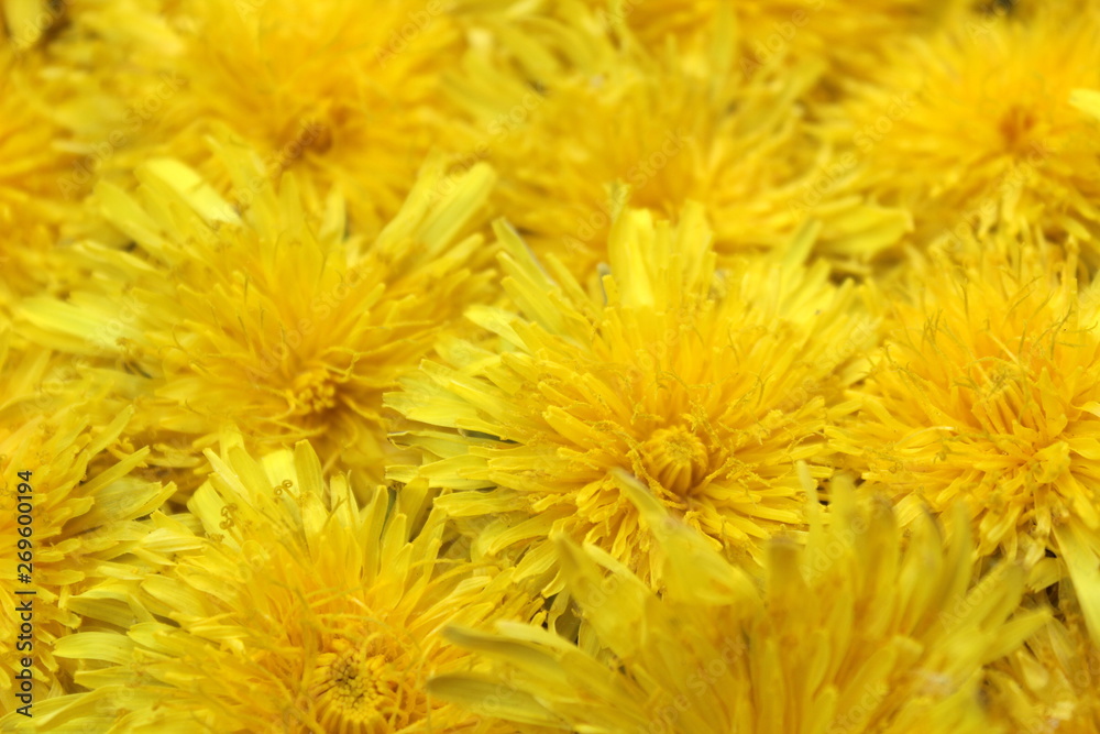 Texture of yellow fresh summer dandelion buds Texture of yellow fresh summer dandelion buds