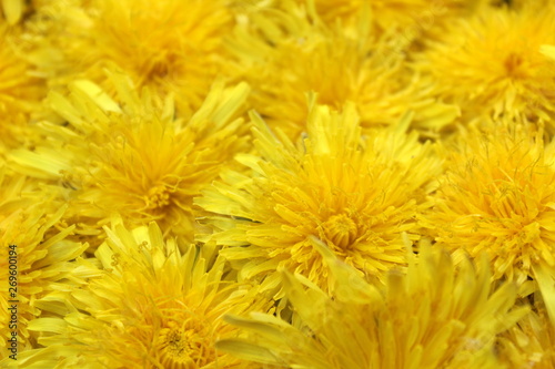 Texture of yellow fresh summer dandelion buds