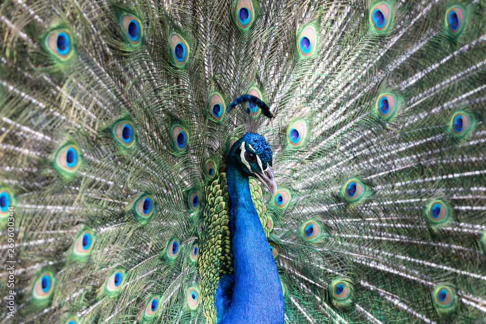 Obraz premium Peacock with all its colors