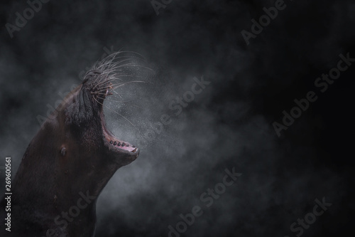 Sea lion standing and roaring with open mouth in back lit photo