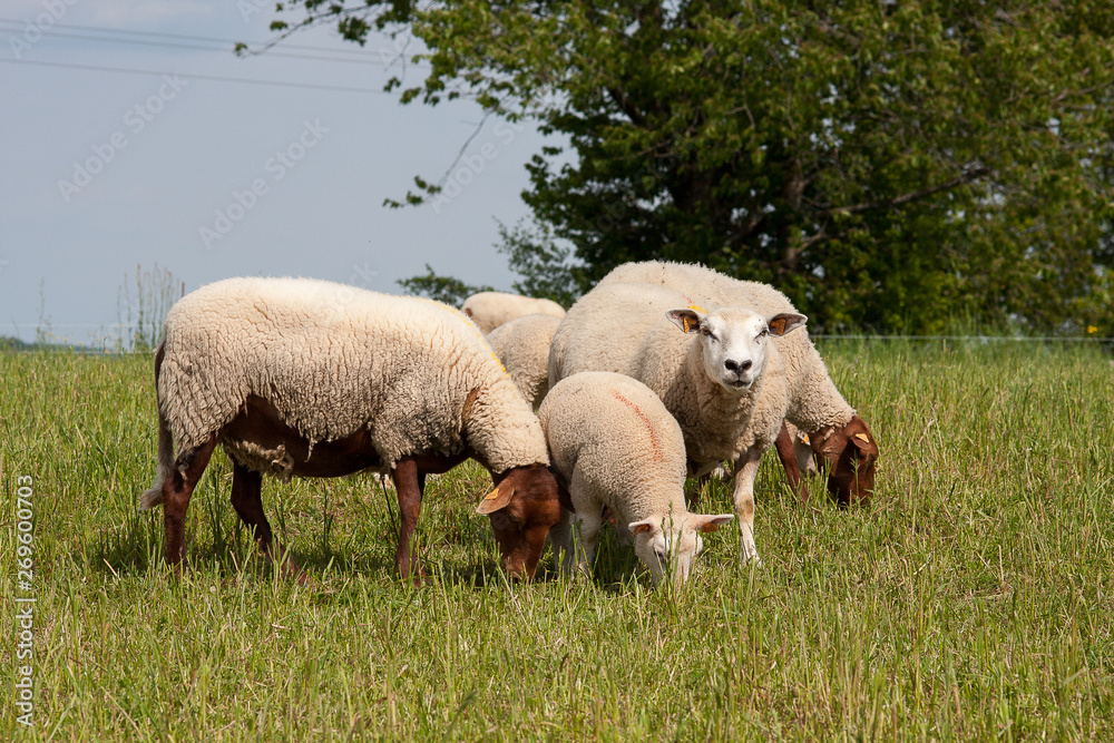 Obraz premium groupe mouton